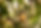 closeup-shot-bee-flying-pollinate-white-flowers.jpg