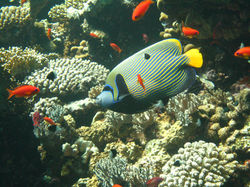 Emperor-Angel+Fish