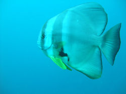 BatFish3