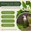 Thumbnail: Benefits of ALT Neem & Tea Tree Face Wash with Neem, Peppermint, and Lemon Oils