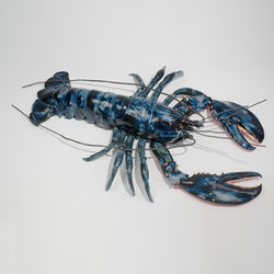 Blue Lobster