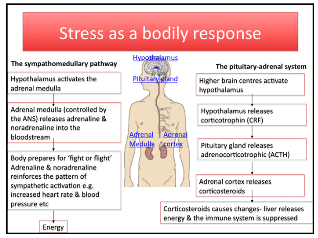 Stress as a bodily responce