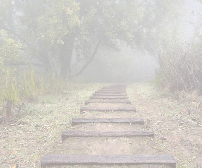 Marin Headlands Enchanted Forest._edited