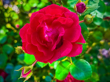 Jackie's Rose