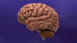 Alzheimers_disease-brain_shrinkage.gif