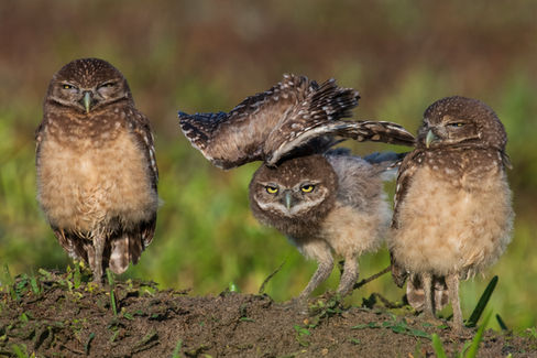 3 baby burrowing owls, one stretching wings