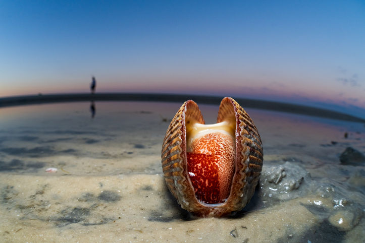 Atlantic Giant Cockle photo by wildlife and conservation photographer Devon Matthews. 