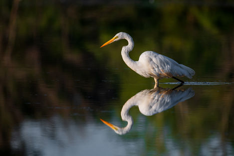 Great egret photo by wildlife and conservation photographer Devon Matthews. 