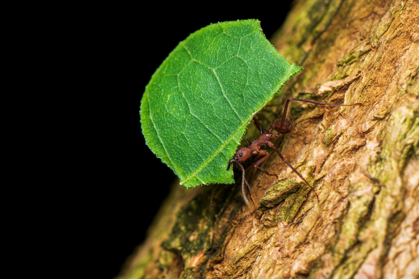 Leaf cutter ant photo by wildlife and conservation photographer Devon Matthews. 