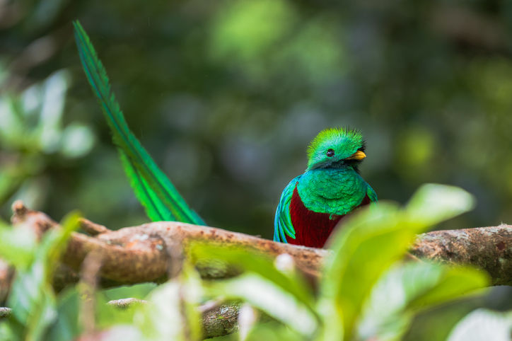 Resplendent Quetzal photo by wildlife and conservation photographer Devon Matthews. 