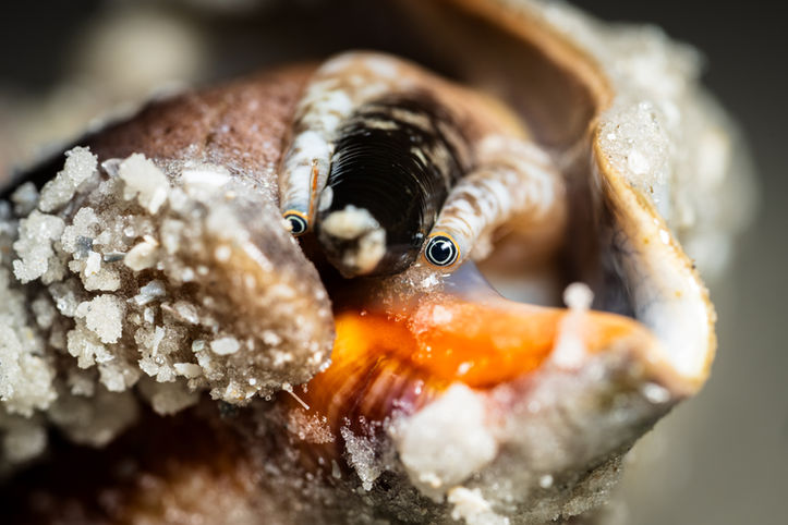 Florida Fighting Conch photo by wildlife and conservation photographer Devon Matthews. 