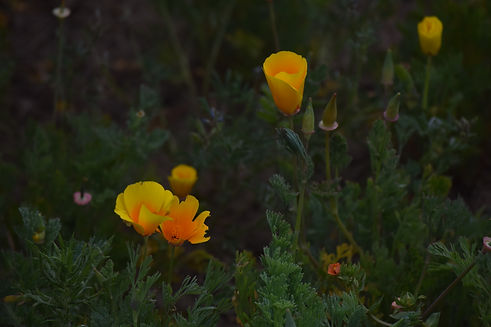 DSC_0035.JPG