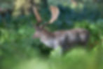 Fallow.jpeg
