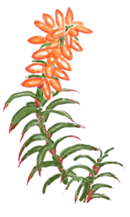 Scoparia Designs Flower