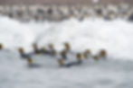 Penguins Swimming in Sea