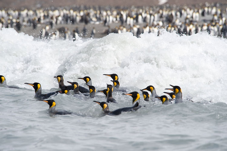Pingouins nageant en mer
