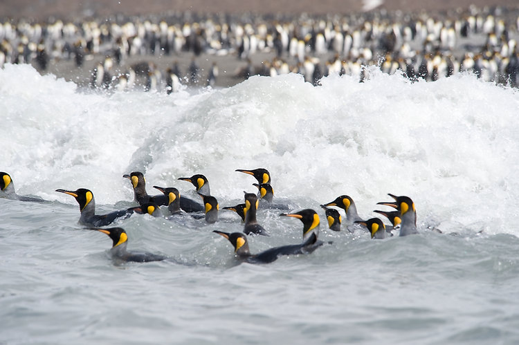 Pingouins nageant en mer