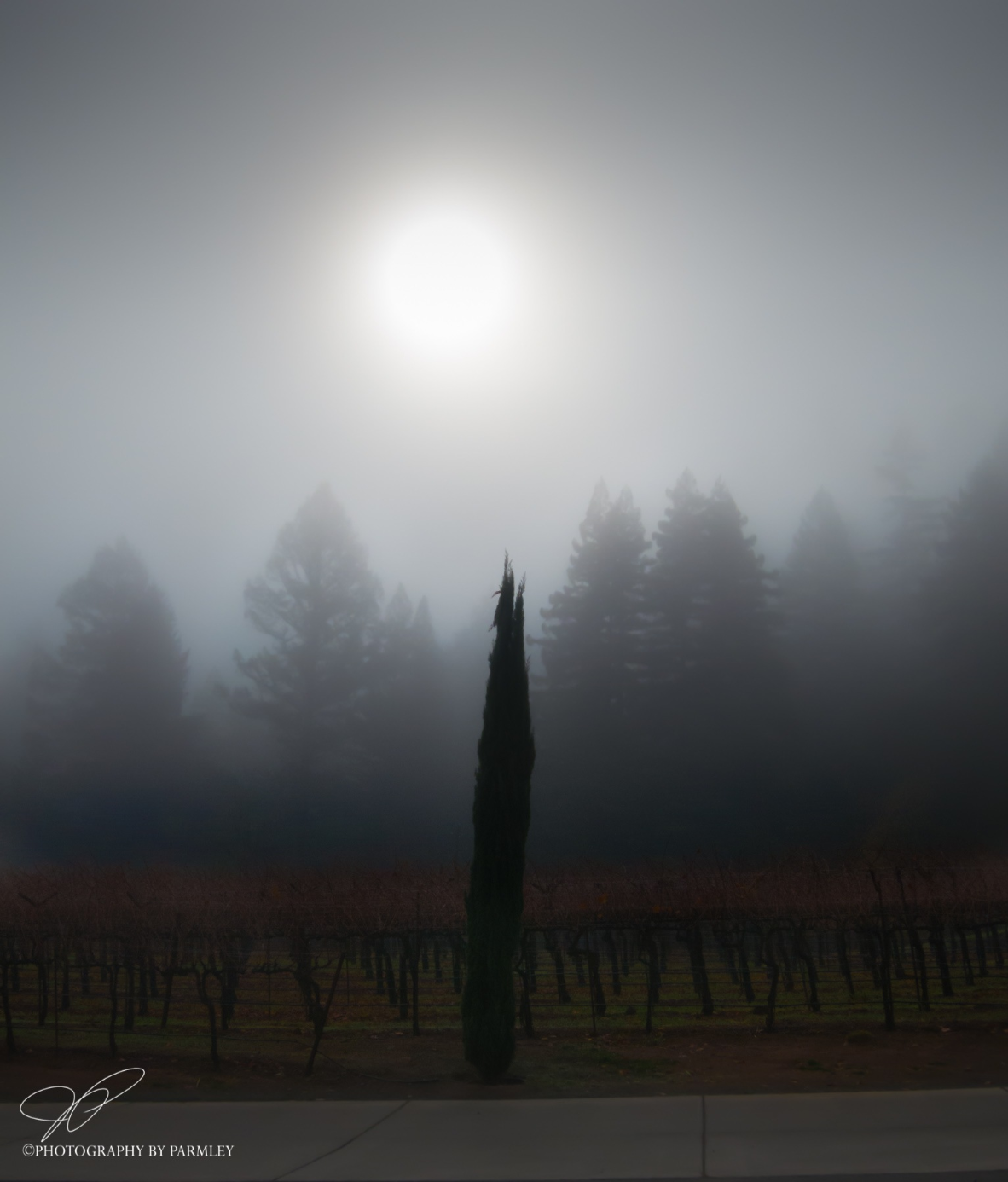 Napa Tree