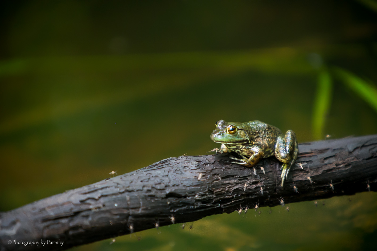 Frog