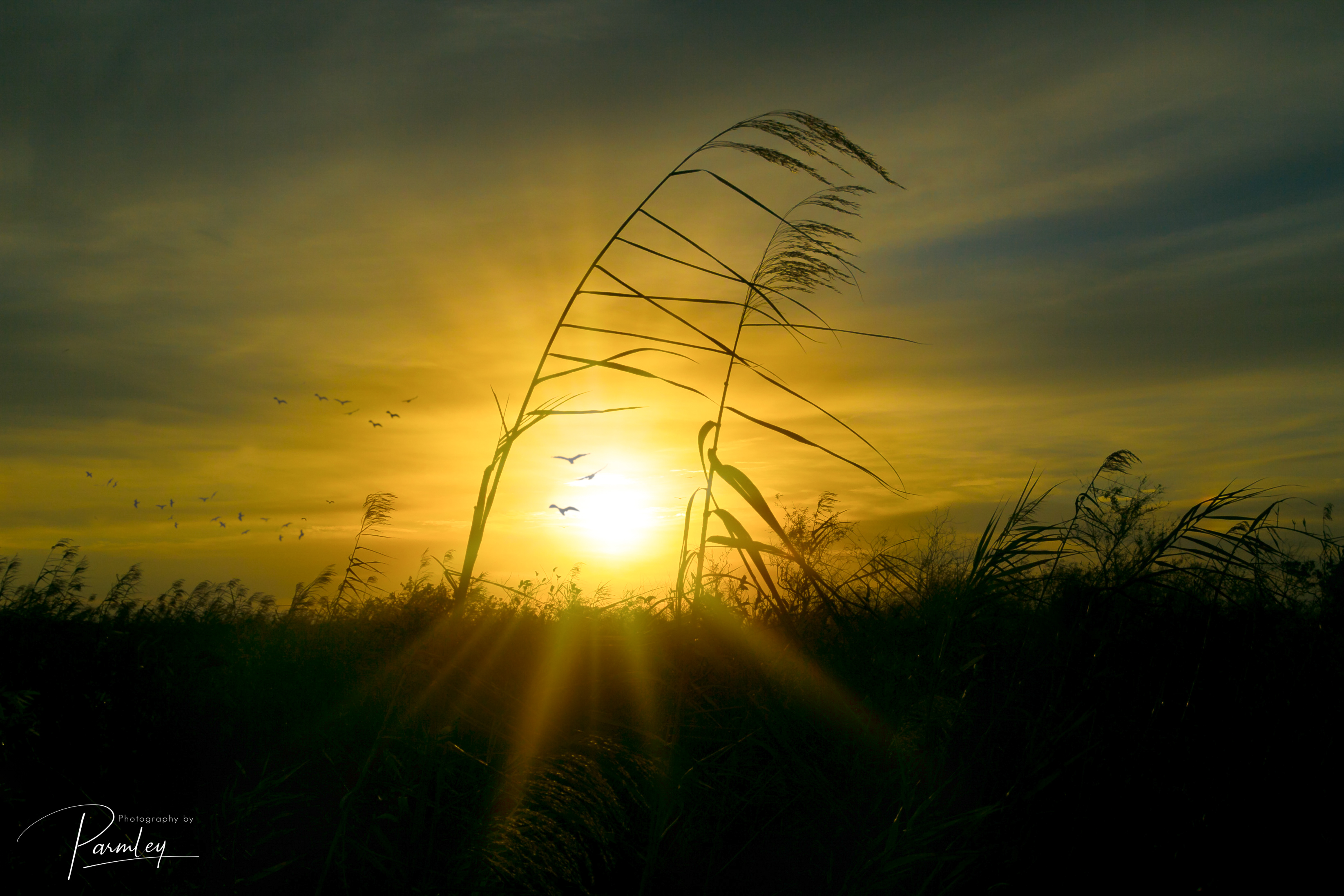 Everglades Sunrise