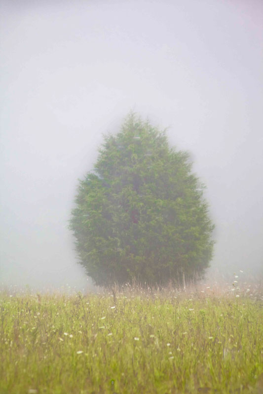 Foggy Tree
