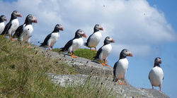 puffins