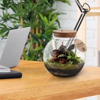 Ecosysteem plant met lamp