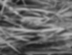 Herbes XI BW