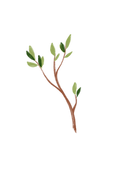 ענף.png