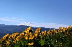 DSC_0484_edited