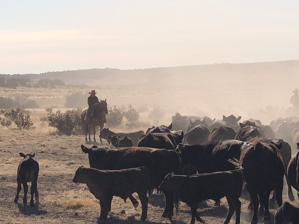 WFCF Storybit: Welch Cattle Co. - Blog Image