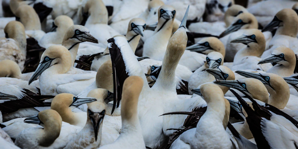 Gannet Colony