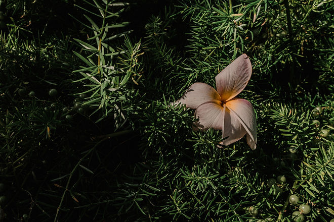 ARCOTX (23 de 80)_edited.jpg