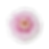 preserved-dahlia-30 (11)_edited_edited.png