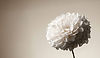 dalia off white_edited_edited.jpg