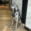 Thumbnail: Home Decor Sculpture Doberman Dog Large Size Art Animal Statues Figurine Room D