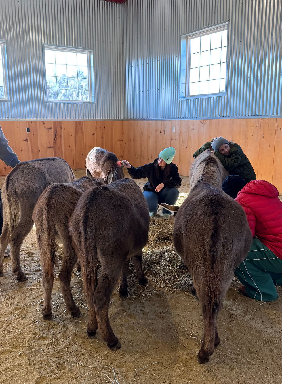 Women's Restorative Donkey Experience