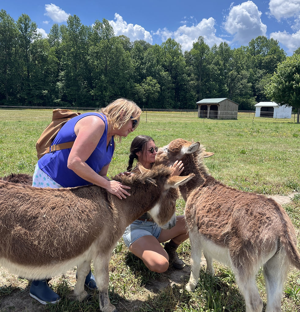 Donkey Cuddling