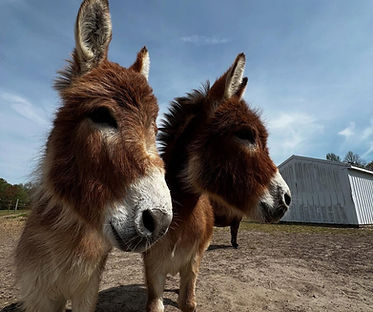donkeys2.jpg