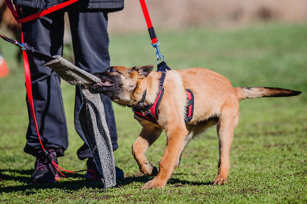 working-malinois-dog-belgian-shepherd-dog-police-2025-03-27-04-58-50-utc.jpg