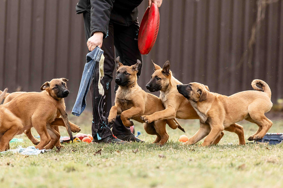 belgian-shepherd-malinois-puppies-dog-litter-wor-2025-03-27-06-00-33-utc.jpg