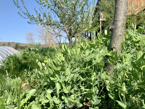 Why you should plant Austrian Winter Peas