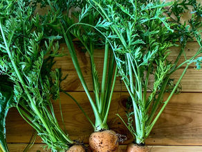 Why You should Be Saving Your Carrot Tops