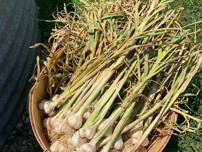 Companion Planting to Try