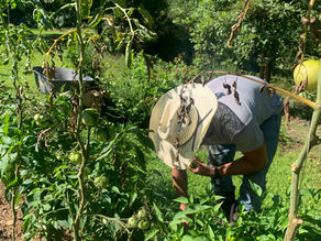 5 Things You Can Do to Prepare Your Garden and Produce for the Upcoming Storm