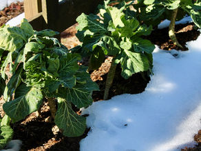 Vegetables in Season in February & How to Prepare for Spring Gardening