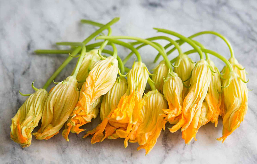 squashblossom