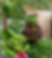 ArrowsFarmClarkesvilleGA