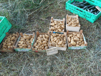 Pommes de terre primeures