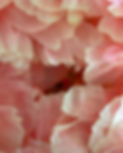IMG_8513_edited.jpg